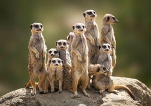 Image post by @AnimalPlanet on Twitter