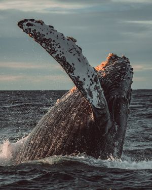 Image post by @discovery on Instagram