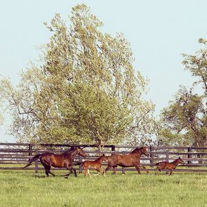 Image post by @spendthriftfarm on Instagram