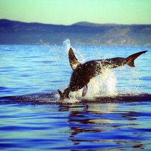 Image post by @discovery on Instagram