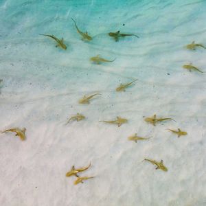 Image post by @discovery on Instagram