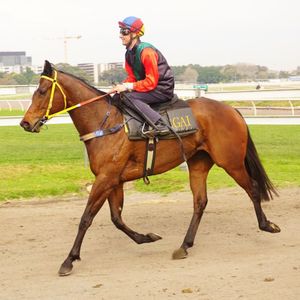 Image post by @australianturfclub on Instagram