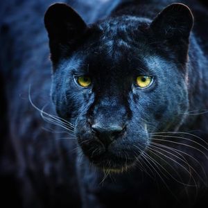 Image post by @discovery on Instagram