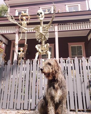 Image post by @thesavannahwolfhound on Instagram