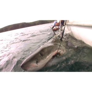 Image post by @discovery on Instagram