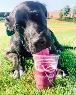 Image post by @jambajuice on Instagram