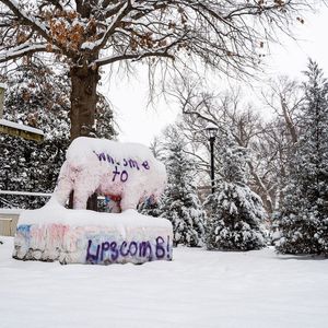 Image post by @lipscombbisons on Instagram