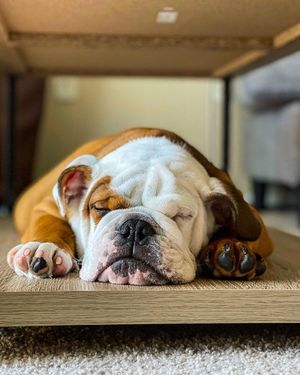 Image post by @evolvepetfood on Instagram