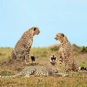 Image post by @animalplanet on Instagram