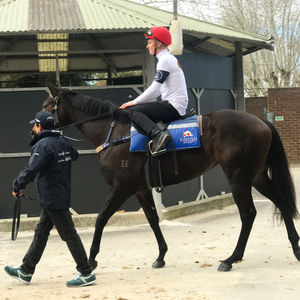 Image post by @australianturfclub on Instagram