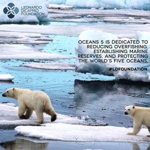 Image post by @leonardodicaprio on Instagram