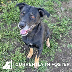 Image post by @spokhumanesoc on Instagram