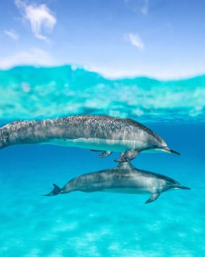 Image post by @4ocean on Instagram