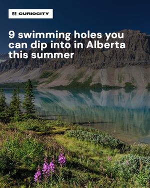 Image post by @curiocitycalgary on Instagram