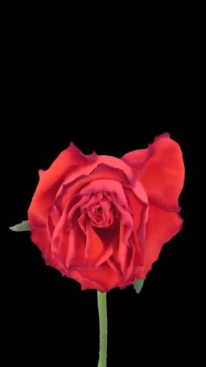 Video post by @donluxe on TikTok
