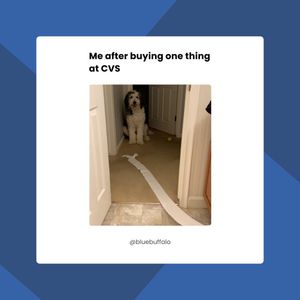 Image post by @bluebuffalo on Instagram