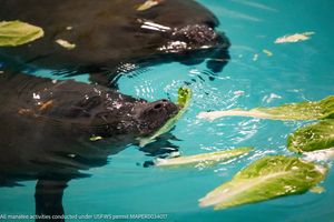 Image post by @AnimalPlanet on Twitter
