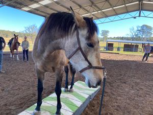 Image post by @balanceddressage on Instagram