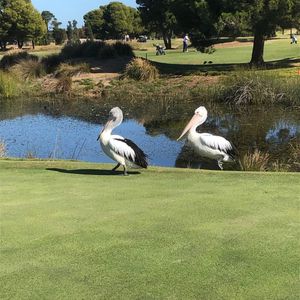 Image post by @glenelggolf on Instagram