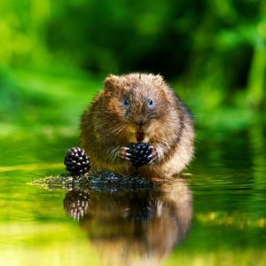 Image post by @animalplanet on Instagram
