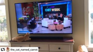 Image post by @ellendegeneres on Instagram