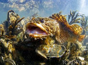 Image post by @toadfishoutfitters on Instagram