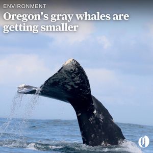 Image post by @theoregonian on Instagram