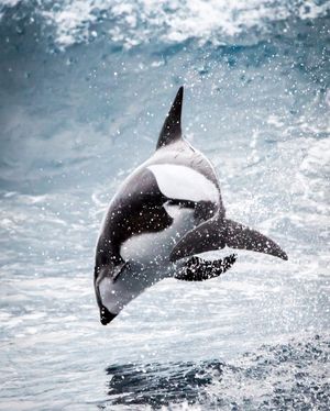 Image post by @discovery on Instagram