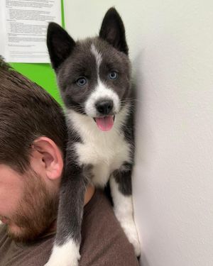 Image post by @tux_the_blue_pomsky on Instagram