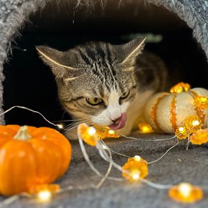 Image post by @whitmanpets on Instagram