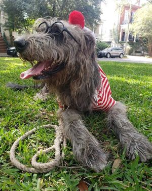 Image post by @thesavannahwolfhound on Instagram