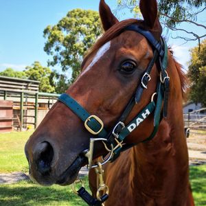 Image post by @australianturfclub on Instagram