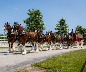 Image post by @WarmSpringRanch on Twitter