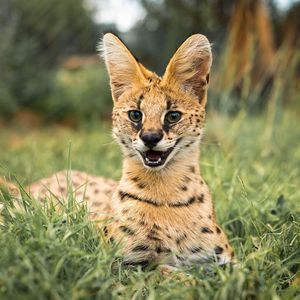 Image post by @animalplanet on Instagram
