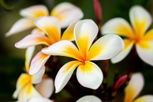 Image post by @rogersgardens on Instagram
