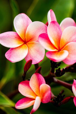 Image post by @rogersgardens on Instagram