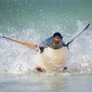 Image post by @animalplanet on Instagram