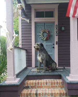 Image post by @thesavannahwolfhound on Instagram