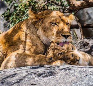 Image post by @lions on Instagram