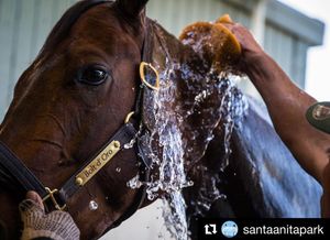 Image post by @spendthriftfarm on Instagram