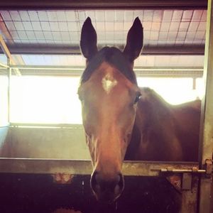 Image post by @australianturfclub on Instagram
