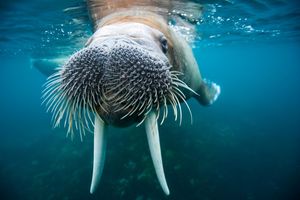 Image post by @animalplanet on Instagram