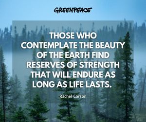 Image post by @greenpeace on Instagram