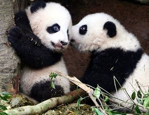 Image post by @animalplanet on Instagram