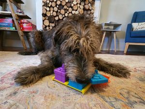 Image post by @thesavannahwolfhound on Instagram