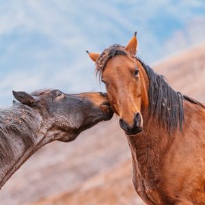 Image post by @AnimalPlanet on Twitter