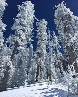 Image post by @nauflagstaff on Instagram