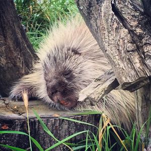 Image post by @animalplanet on Instagram