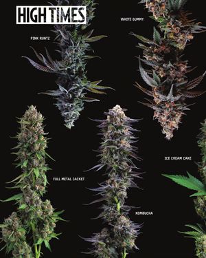 Image post by @hightimesmagazine on Instagram