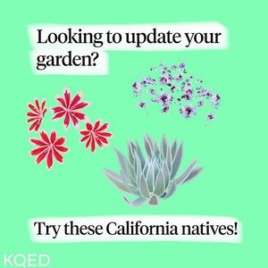 Image post by @kqed on Instagram